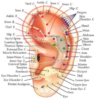 Ear Reflexology and Ear Seeding